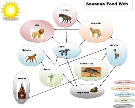 Humans are part of the savanna community and often compete with other organisms for food and space. The following list defines and provides examples of the feeding (trophic) …